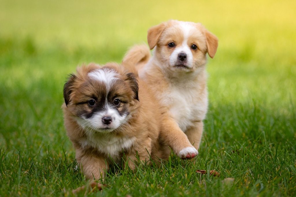 Dog Poop Pickup in Arcadia Indiana